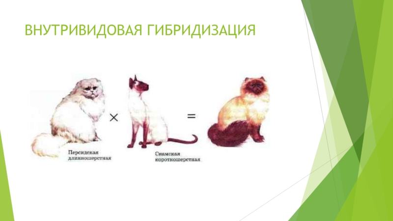 Презентация по биологии отдаленная гибридизация