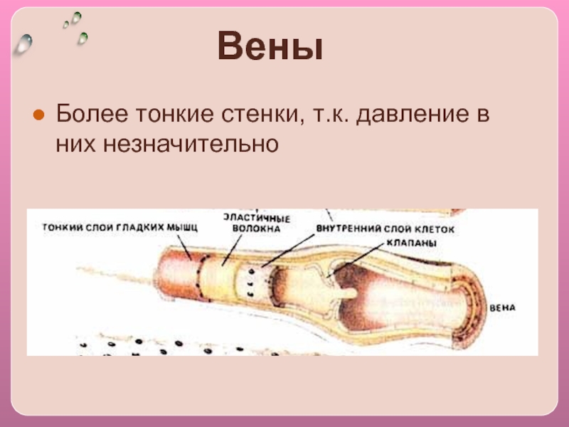 Стенка вен более тонкая схема