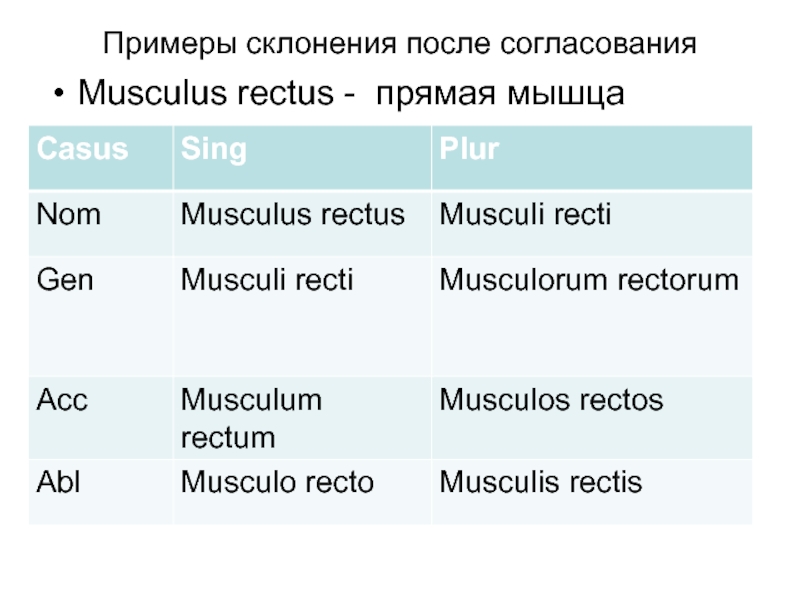 Примеры склонения после согласованияMusculus rectus - прямая мышца