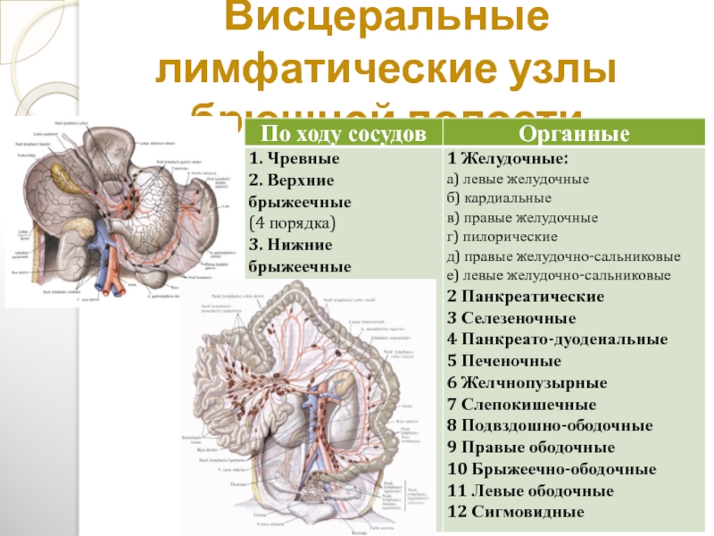 Чревные узлы латынь