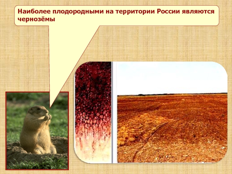 В какой зоне наиболее плодородные почвы. Самые плодородные почвы. Самая плодородная почва на территории РФ. Самая плодородная. Наиболее плодородными почвами являются.
