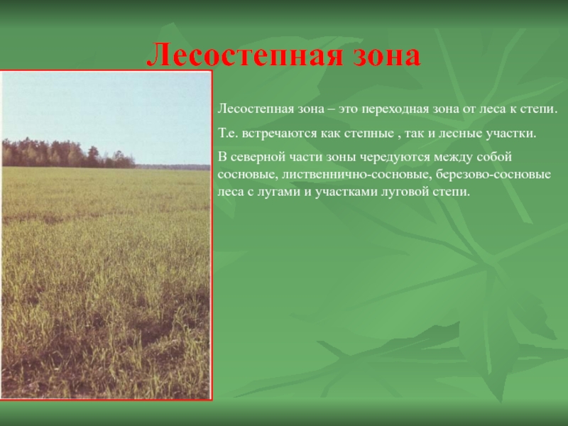 Лесостепная зонаЛесостепная зона – это переходная зона от леса к степи.Т.е. встречаются как степные , так и