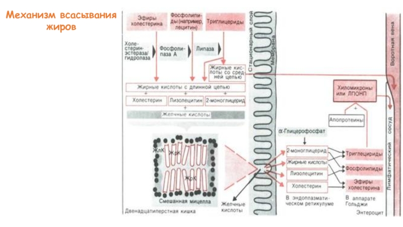 Всасывание жиров. Механизм всасывания жиров. Всасывание жиров происходит в. Как всасываются жиры. Место и механизмы всасывания белков.