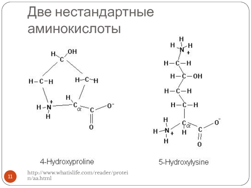 Аминокислота эластин. Нестандартные аминокислоты. Аминокислотный состав коллагена.