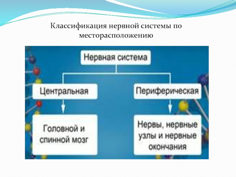 Схема классификации нервной системы