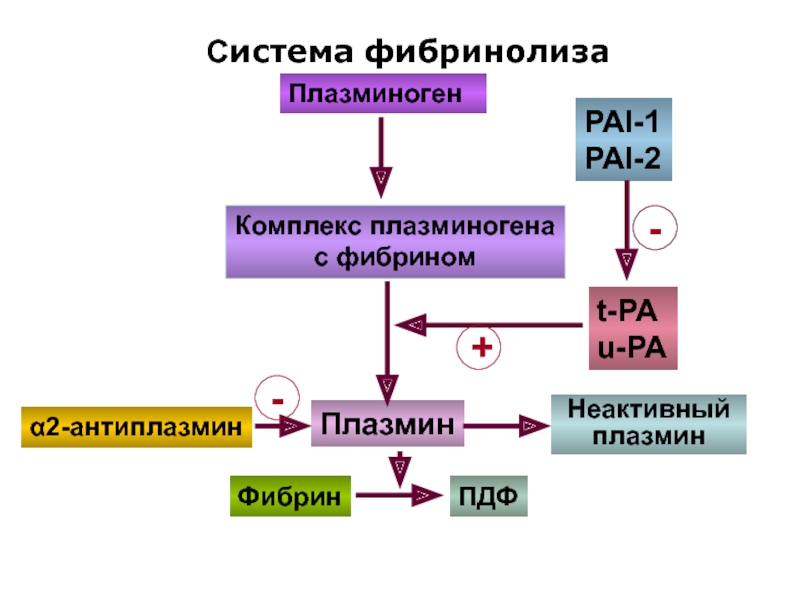 Схема фибринолиза физиология