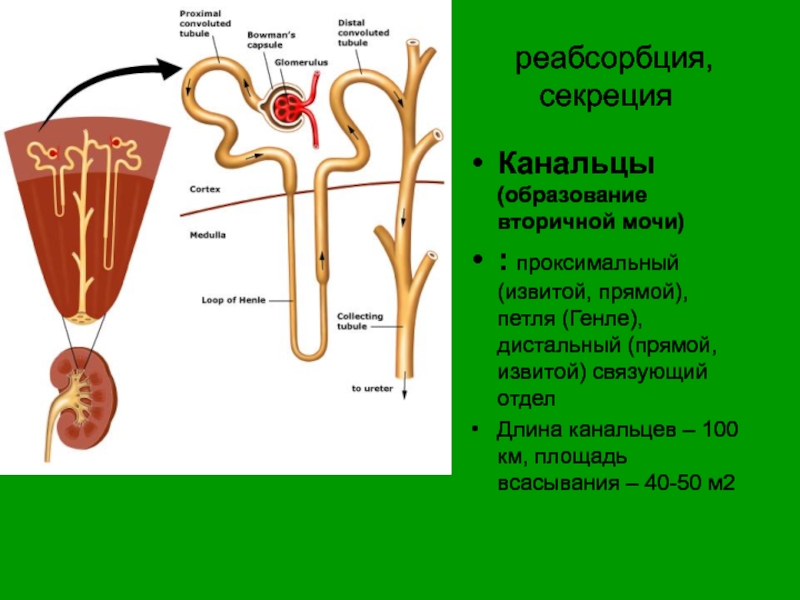 Петля генле. Извитые канальцы петля Генле. Проксимальный извитой каналец Гайтон. Проксимальные канальцы почек. Проксимальные и дистальные канальцы почки.