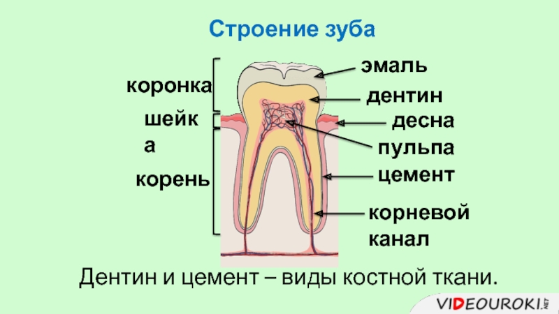 На рисунке изображен фрагмент челюсти с внутренним строением зуба какой буквой