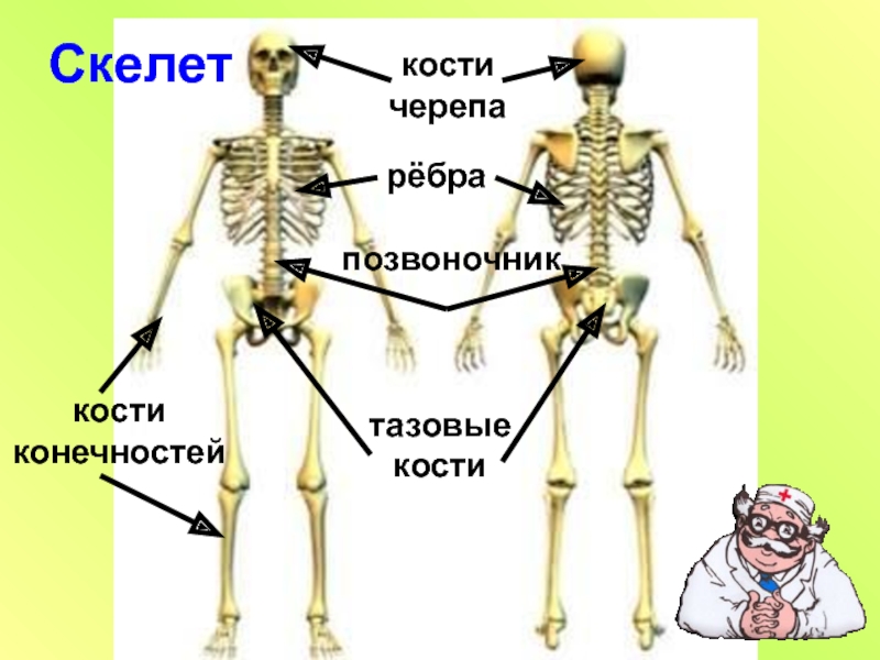 Движение кости. Опора тела и движение. Скелет опора тела. Опора и движение кости скелета. Опора тела и движение 3 класс.