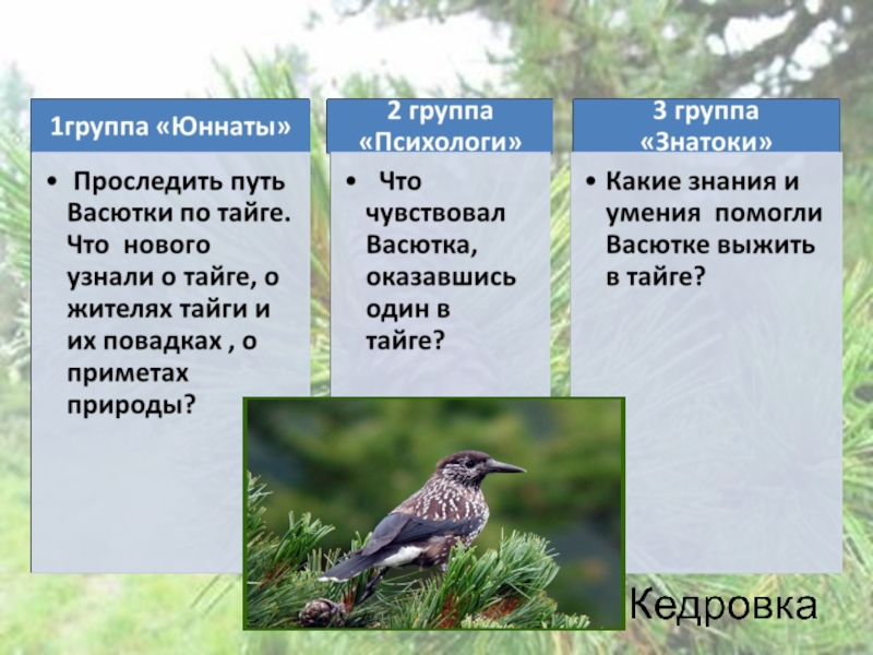 С какой птицей встретился васютка в тайге. Васютка. Какие приметы помогли Васютке выжить в тайге. Таёжные законы. Законы тайги из рассказа Васюткино озеро.