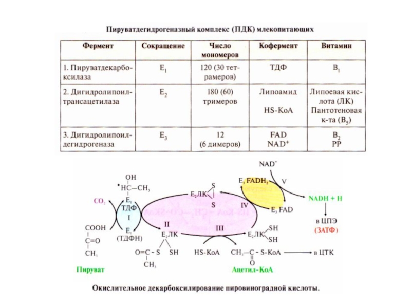 Структурно функциональная организация пируватдегидрогеназного комплекса схема