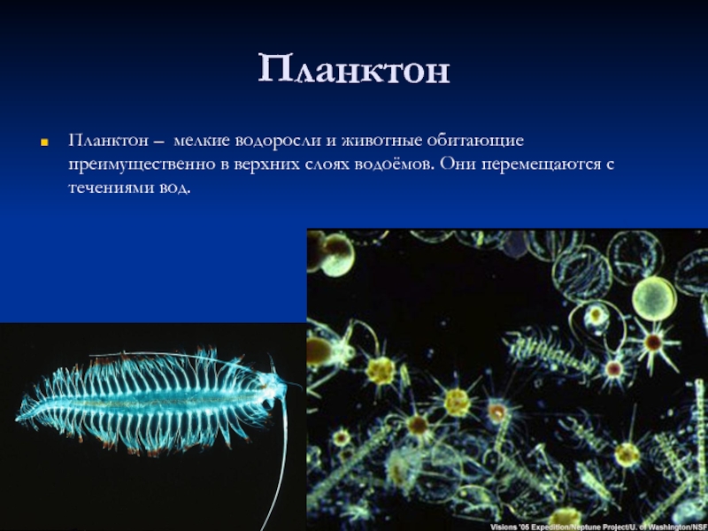 Презентация про планктон