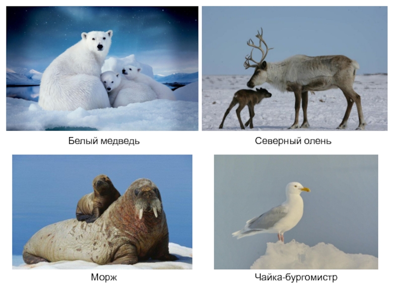 Полярная совы бурый медведь северный олень белка. Белый медведь и Северный олень. Животные северных районов. Северные животные белый медведь тюлень морж Северный олень. Белый медведь ,морж, Северный.