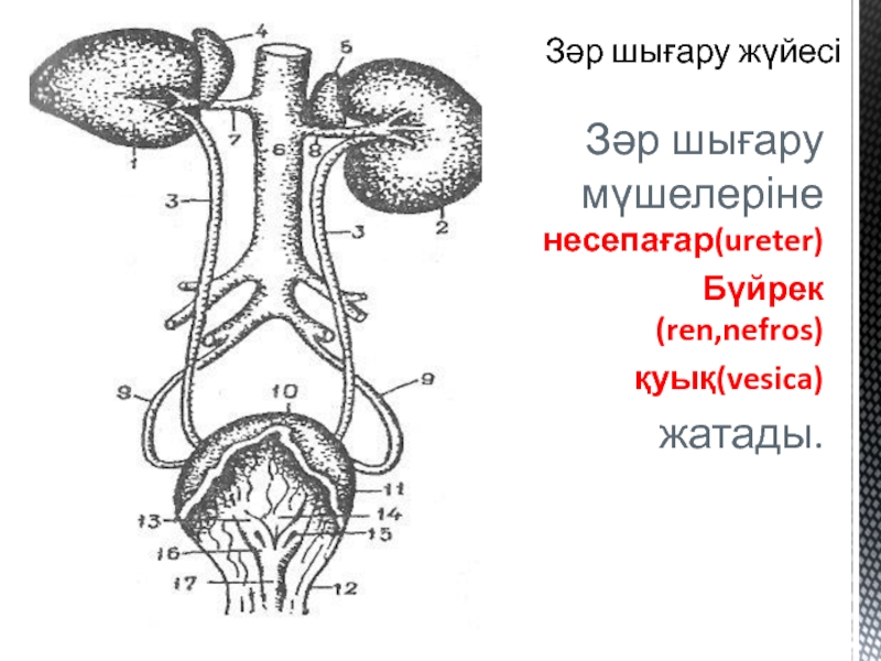 Несеп шығару жүйесі презентация