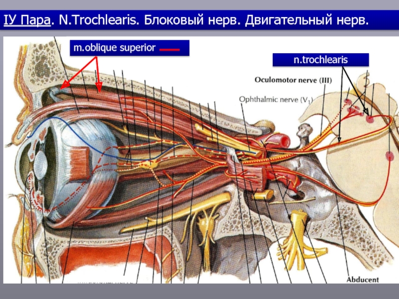 Блоковый нерв неврология презентация - 80 фото