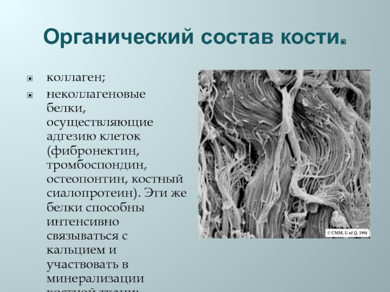 Доклад: Белок остеопонтина