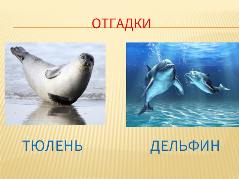 Дельфин относится к группе животных. Ластоногий Дельфин. Дельфин и морской котик. Дельфин и тюлень. Кит Дельфин тюлень к какой группе животных относится.