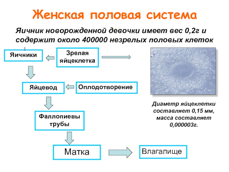 Яичники новорожденных. Женская половая система кластер. Женская половая система яичники. Яичник новорожденной девочки. Функции яйцеклеток в женской половой системе.