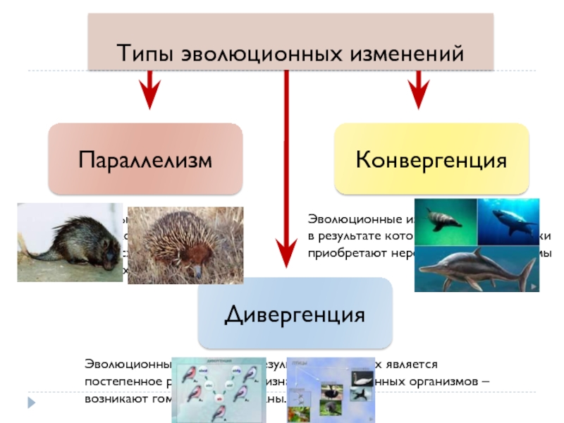 Типы эволюционных изменений презентация