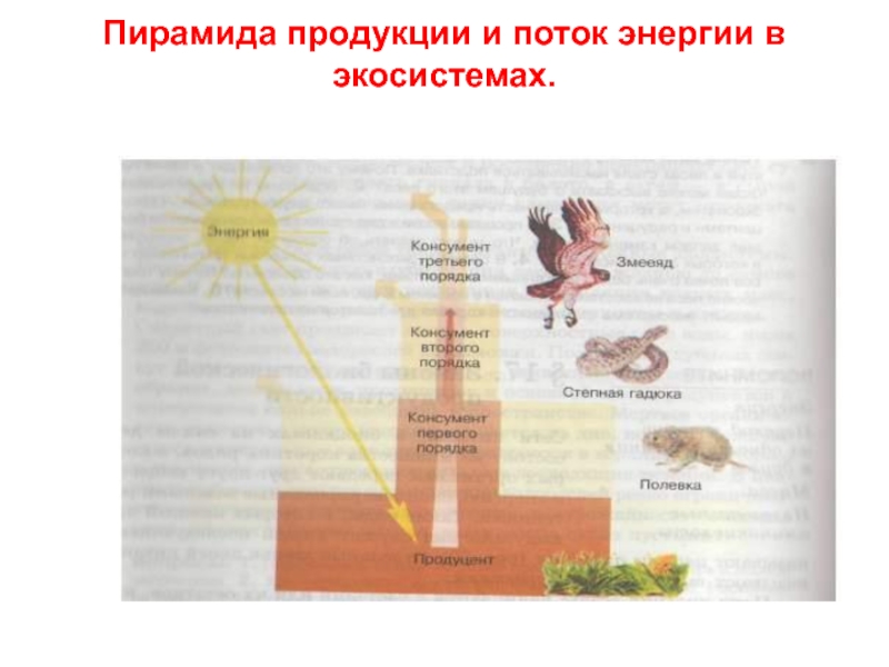 Поток энергии в экосистемах. Пирамида энергии в экосистеме. Потоки вещества и энергии в экосистеме пирамида. Энергетические потоки в экосистемах.