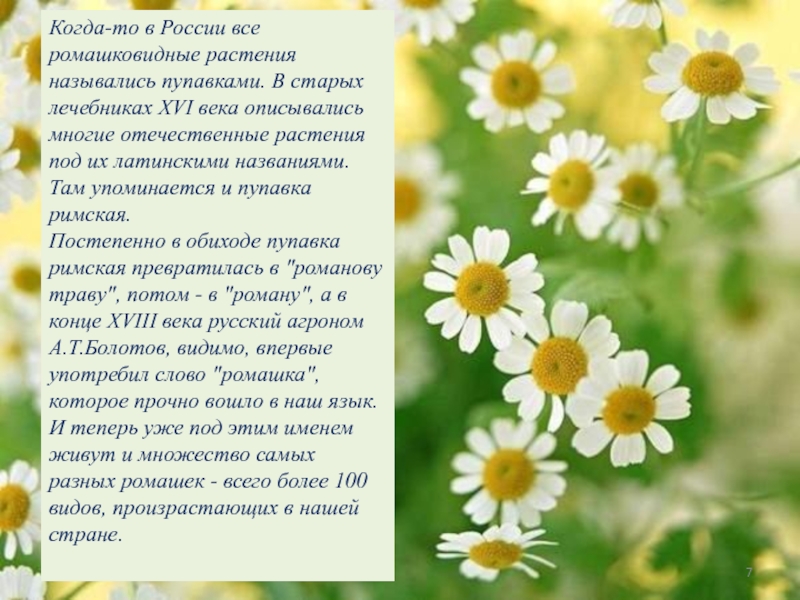 Когда-то в России все ромашковидные растения назывались пупавками. В старых лечебниках XVI века описывались многие отечественные