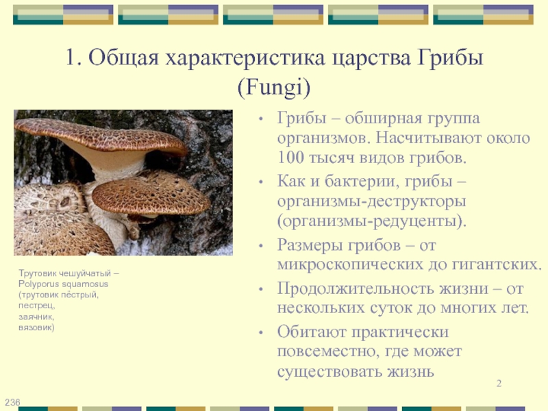 Дайте характеристику царства грибы. Общая характеристика царства fungi. Классификация грибов. Трутовик чешуйчатый пестрец. Гриб трутовик царство. Трутовик чешуйчатый Polyporus squamosus.