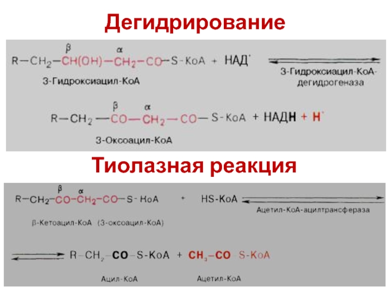 Реакция дегидрирования. Дегидрирования -гидроксиацил-КОА. Реакция дегидрирования диметилпентана. Продукты реакции дегидрирования.