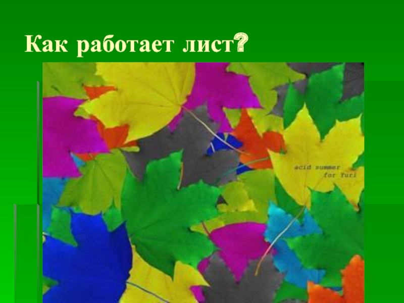 Лист работает. Презентация что это за дерево. Как работают листья. Не работает на листе.