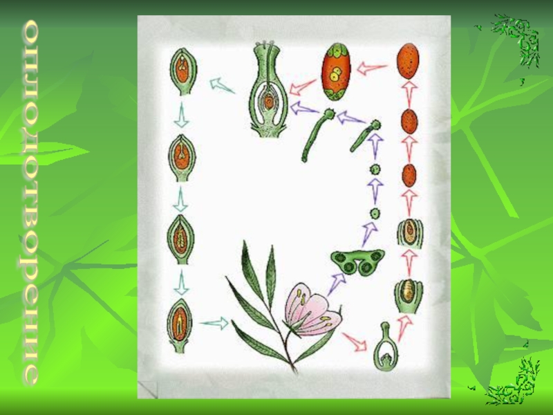 Урок размножение 6 класс. Размножение и оплодотворение у растений 6 класс Пономарева. Схема оплодотворения у цветковых растений. Схема двойного оплодотворения у покрытосеменных растений. Двойное оплодотворение у покрытосеменных растений.