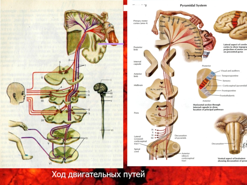 Двигательная сфера. Ход двигательного пути. Признаки поражения различных отделов основного двигательного пути. Поражение двигательного пути. Двигательных путей симптомы.