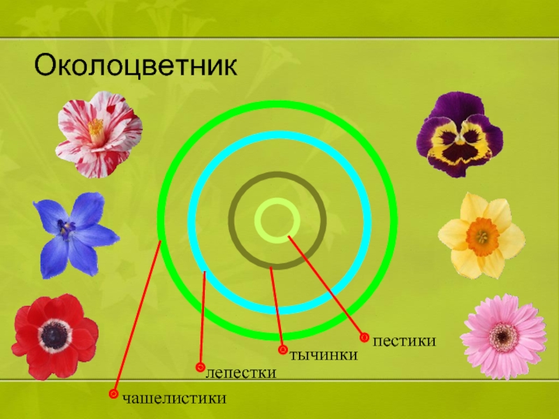 Установите последовательность соподчинения цветок околоцветник генеративные органы. Элементы околоцветника расположены. Правильный околоцветник. Конспект на тему цветы. Презентация на тему цветок и его строение.