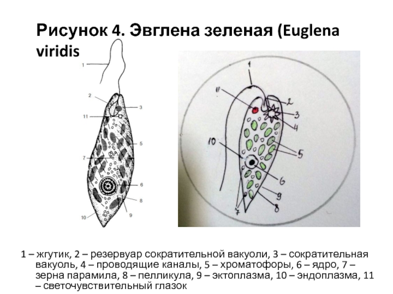 Эвглена зеленая рисунок егэ