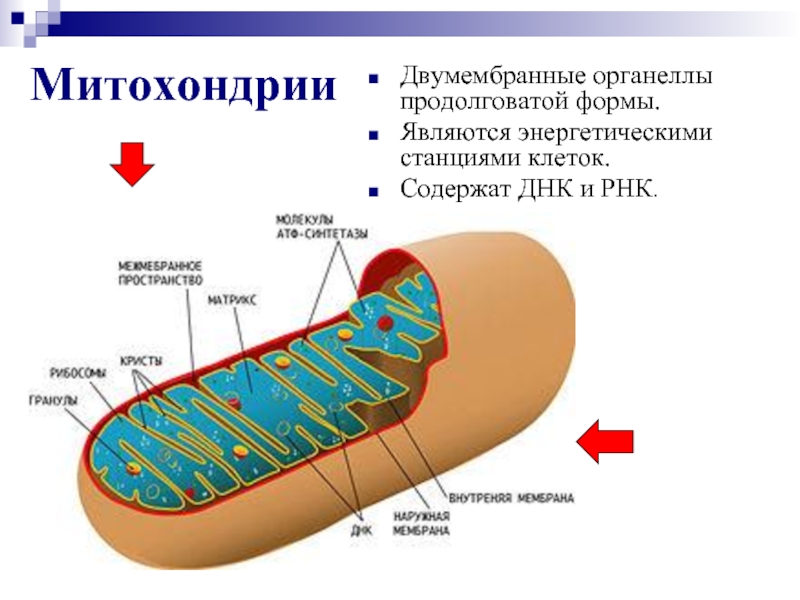 МитохондрииДвумембранные органеллы продолговатой формы. Являются энергетическими станциями клеток. Содержат ДНК и РНК.