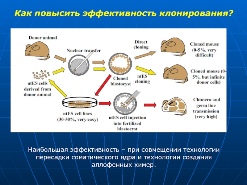 Как делают клонов. Эффективность клонирования. При клонировании ядра соматической клетки. Перенос ядра соматической клетки клонирование. Развитие техники клонирования.