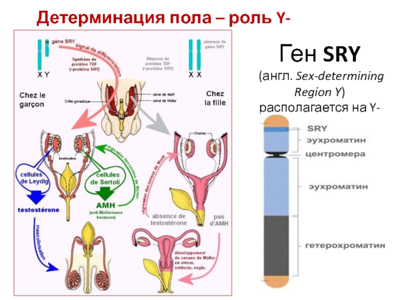 Роль полов