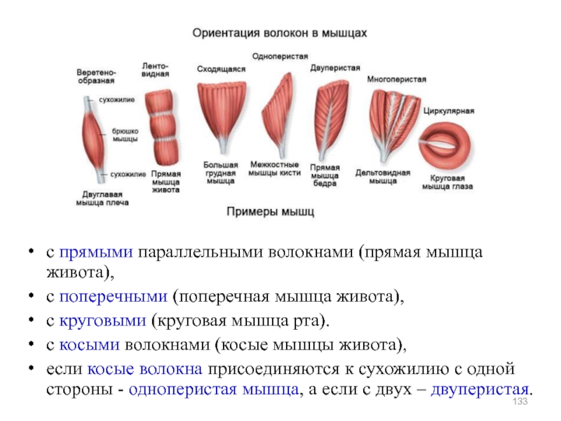 Уравненность волокон по руну определяют по образцам следующих топографических частей туловища