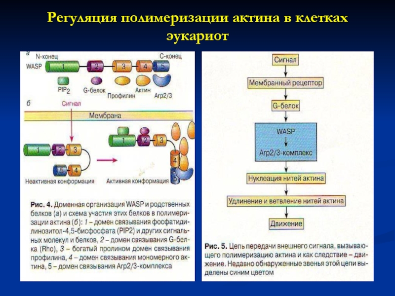 Биохимия мышц презентация