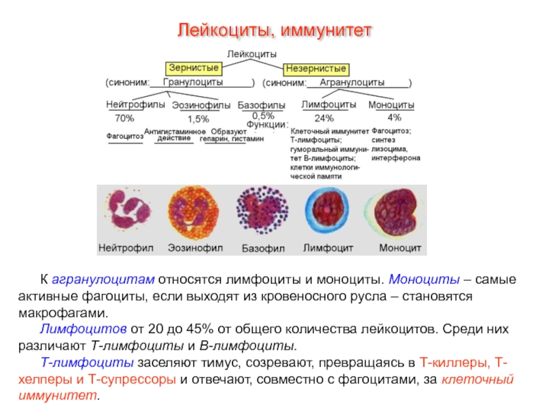 Виды лейкоцитов. Зернистые лейкоциты функции. Нейтрофилы в иммунной системе. Иммунологическая характеристика нейтрофилов. Классификация лимфоцитов.