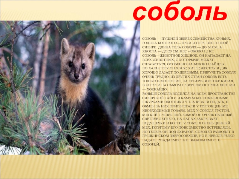 Краснокнижные животные алтайского края фото и описание