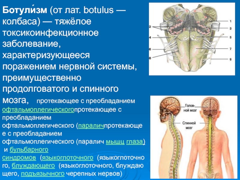 Заболевания головного и спинного мозга. Ботулизм поражение нервной системы. Проявления поражения нервной системы при ботулизме:. Поражение спинного мозга. Какие отделы нервной системы поражаются при ботулизме.