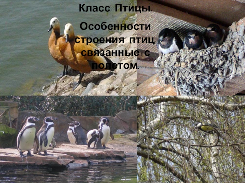 Класс птиц 8 класс. Птицы 8 класс. Класс птицы 8 класс. Класс птиц 8 класс особенности связанные с полетом.