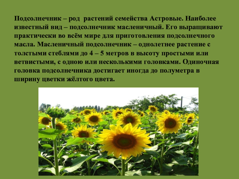 Подсолнечник – род растений семейства Астровые. Наиболее известный вид – подсолнечник масленичный. Его выращивают практически во всём