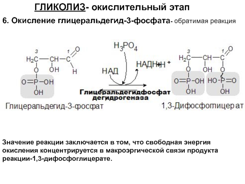 Окислительный этап гликолиза. Гликолиз 1 этап реакции. Глицеральдегидфосфат в 1.3 дифосфоглицерат. 6 Реакция гликолиза. Реакции окислительного этапа гликолиза.