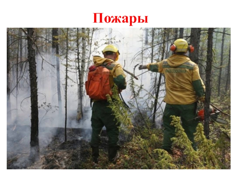 Защита лесов мероприятия. Охрана леса от пожара. Сохранение лесов от пожаров. Защита лесов. Система охраны леса.