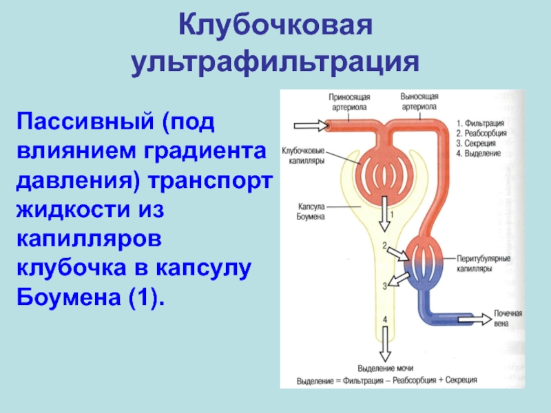 Фильтрационная мембрана почки схема