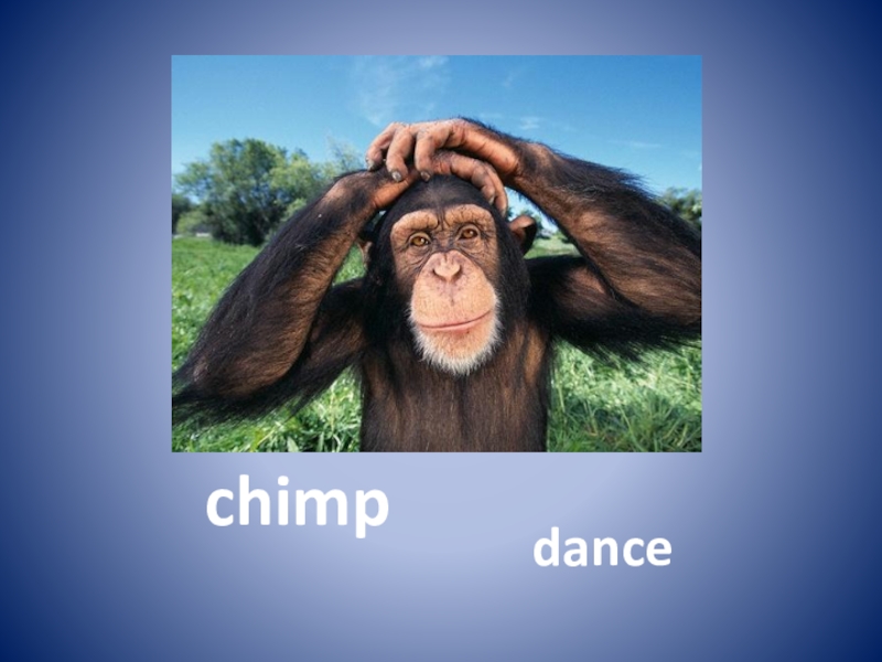 Для английского языка Chimp. Chimp Dance. Chimp на английском языке 2 класс. A Chimp can Dance картинки. I can dance chimp