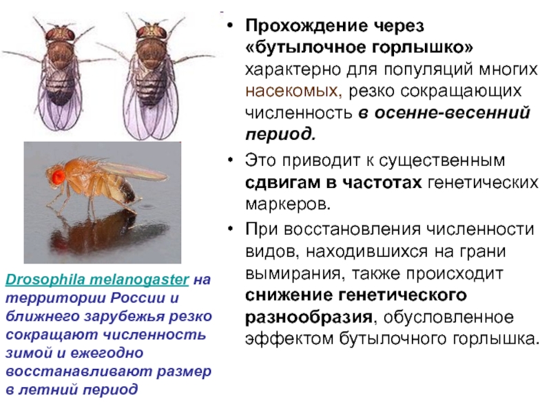 Эффект бутылочного горлышка в эволюции. «Бутылочное горлышко» генофонда. Почему численность насекомых резко возросла. Исходная популяция и популяция прошедшая через "бутылочное горлышко".