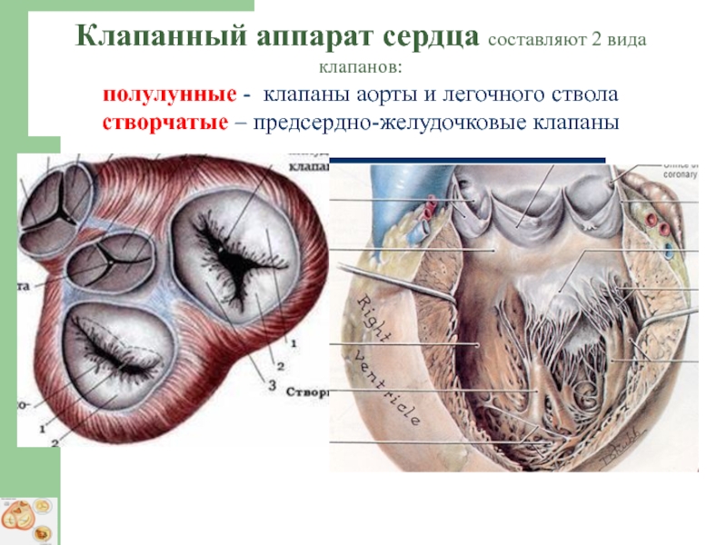 Рисунок клапанный аппарат сердца