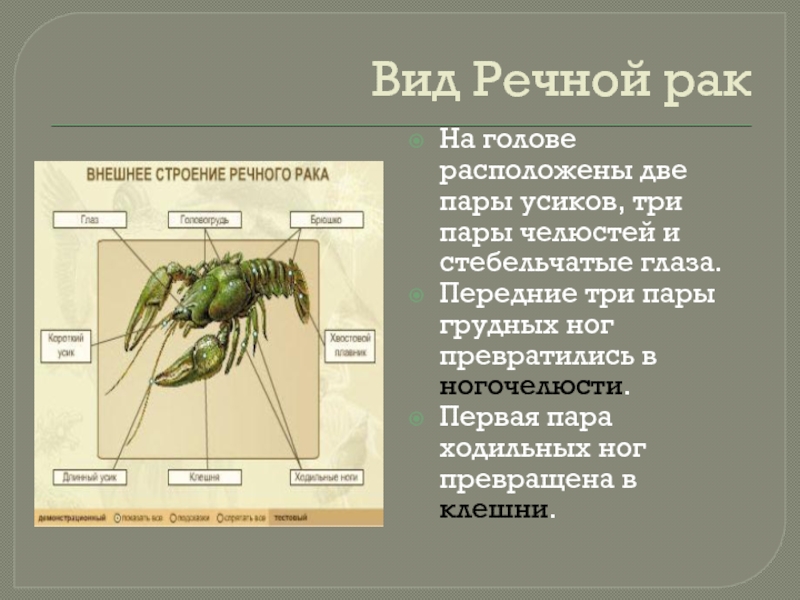 Ходильных ног пары. Три пары ходильных ног. Первая пара ходильных ног речного. 3 Пары ходильных конечностей. Пары усиков у ракообразных.