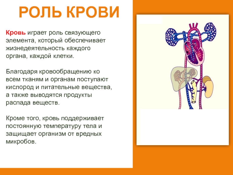 Презентация дыхание и кровообращение 3 класс окружающий мир плешаков школа россии